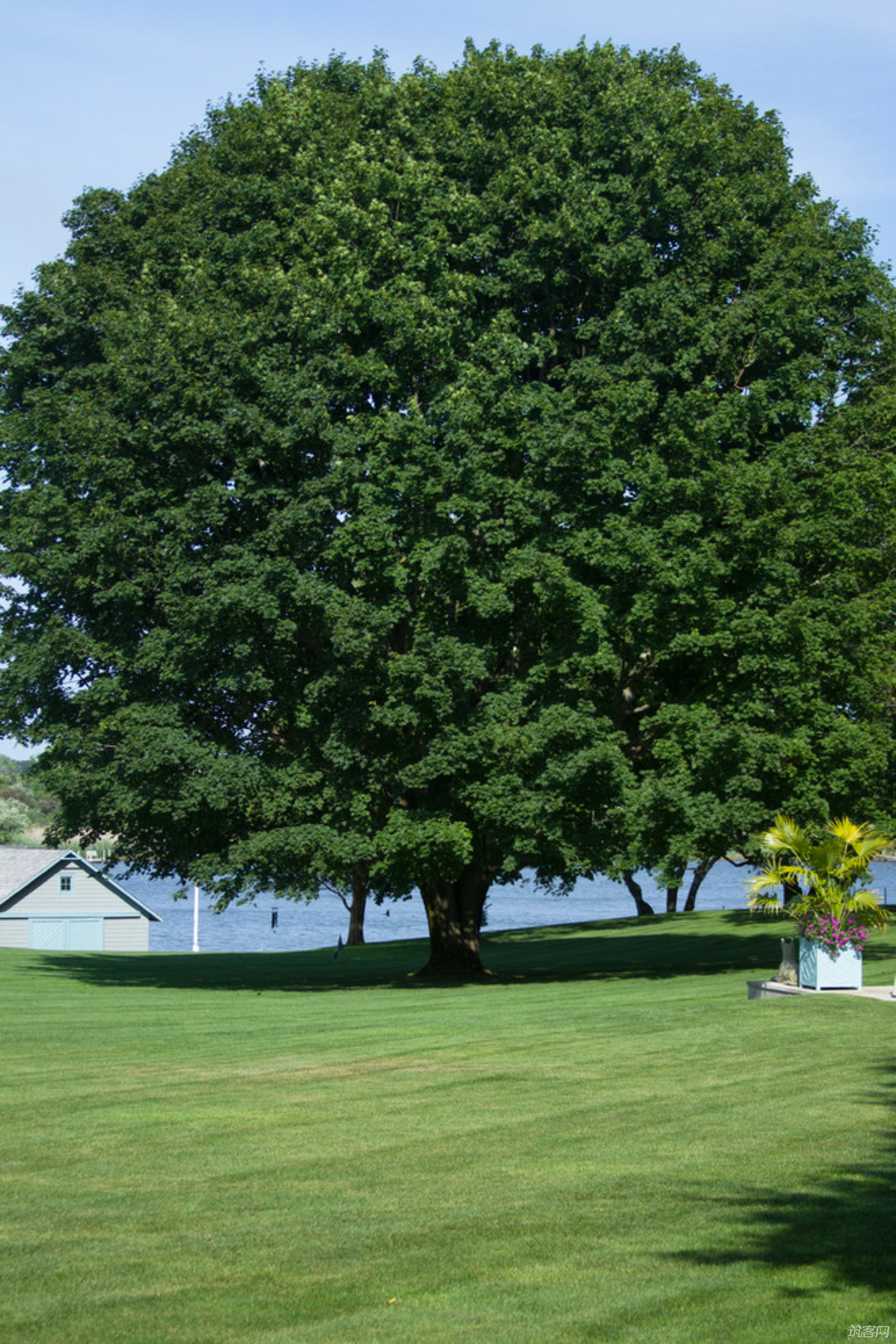 Tree & Enthusiast: The Story of a Tie