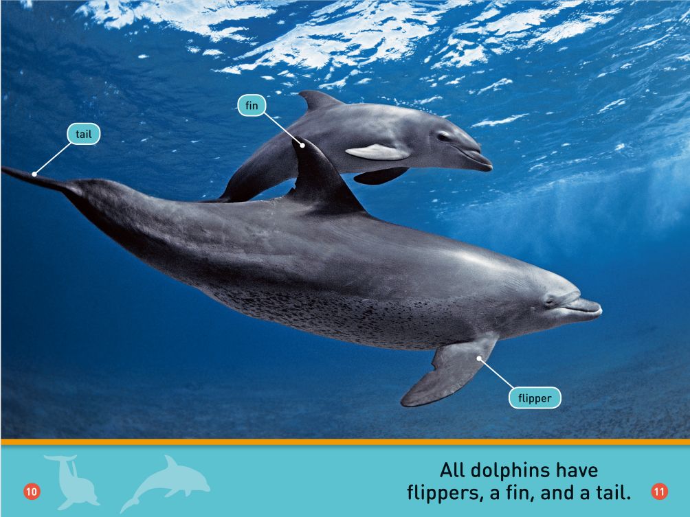 Dolphin Tie: The Fashionable Accessory for a Unique Style