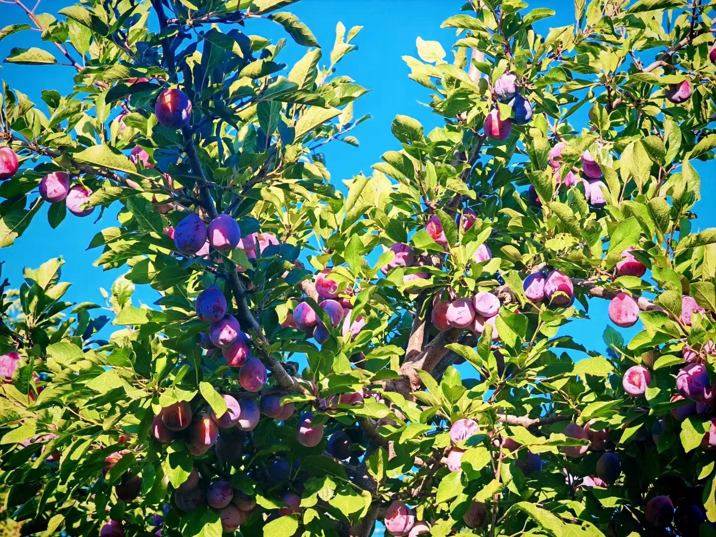 The Allure of a Peach-Purple Tie