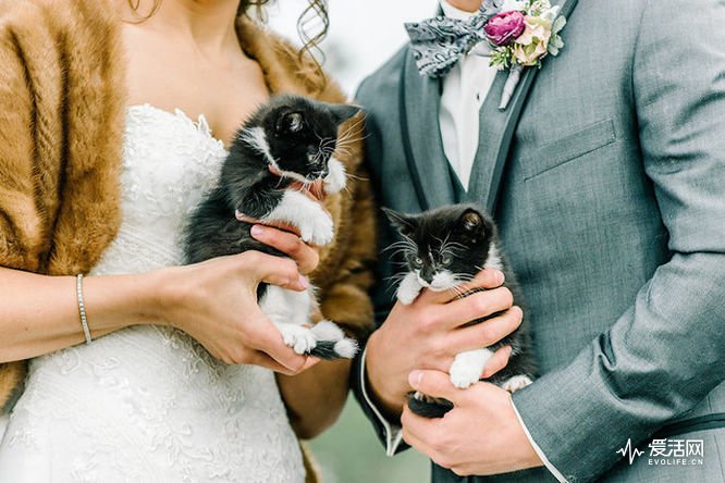 The Wedding Cats: A Tie Brand for All Occasions