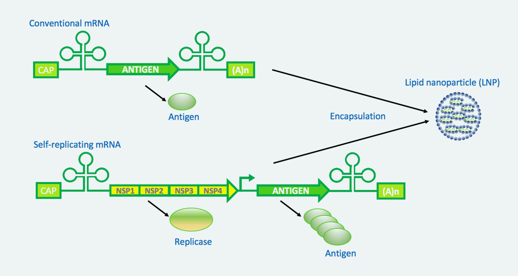 RNA-Based Leaders: The New Frontier in Cellular Signaling and Gene Regulation