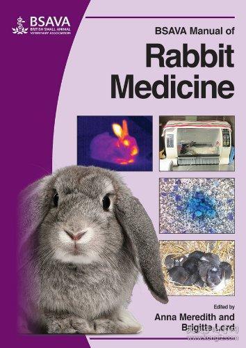 Rabbit-themed Tie Brands: A Market Overview