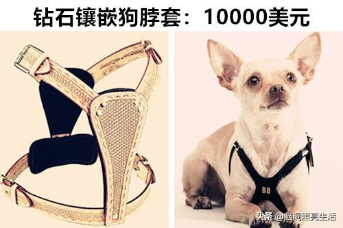 Title: Affordably Chic Belts for Women: The Best Fake Belt Brands