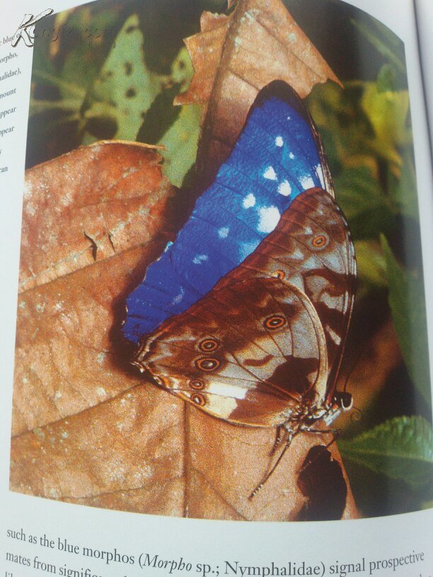Title: Unveiling the Elegance: A Serendipitous Discovery of the Westley Butterfly Orchid Tie