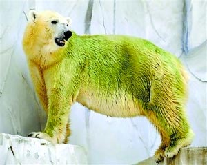 Bear BEARs Formal Encounter: A Tale of Style and Subversion