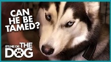 Black Dog Tying a Tie: The Story of an Unlikely Friendship