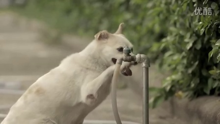 Black Dog Tying a Tie: The Story of an Unlikely Friendship