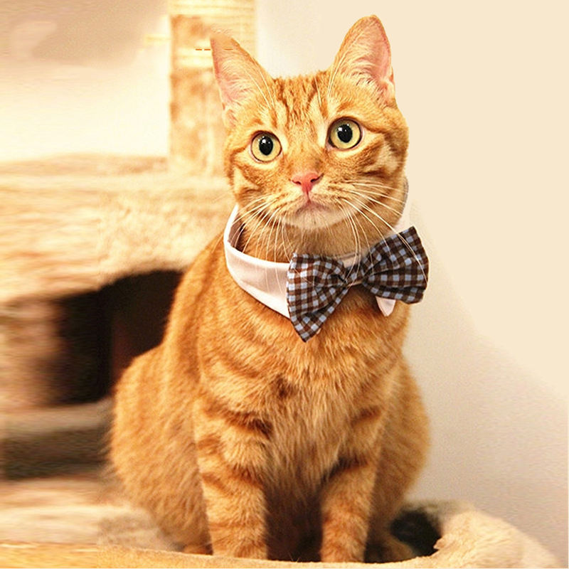 Cat-Themed Ties and Other Fashion Accessories: A Trendy Take on Pet Fashion