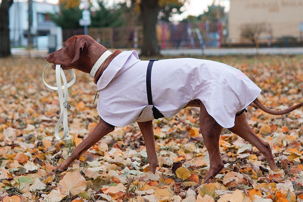 Title: The Doggie Scarf and Tie