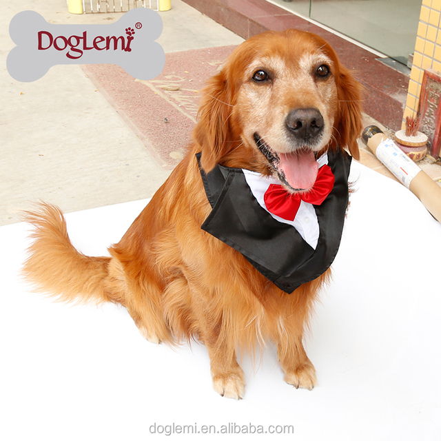 Title: The Doggie Scarf and Tie