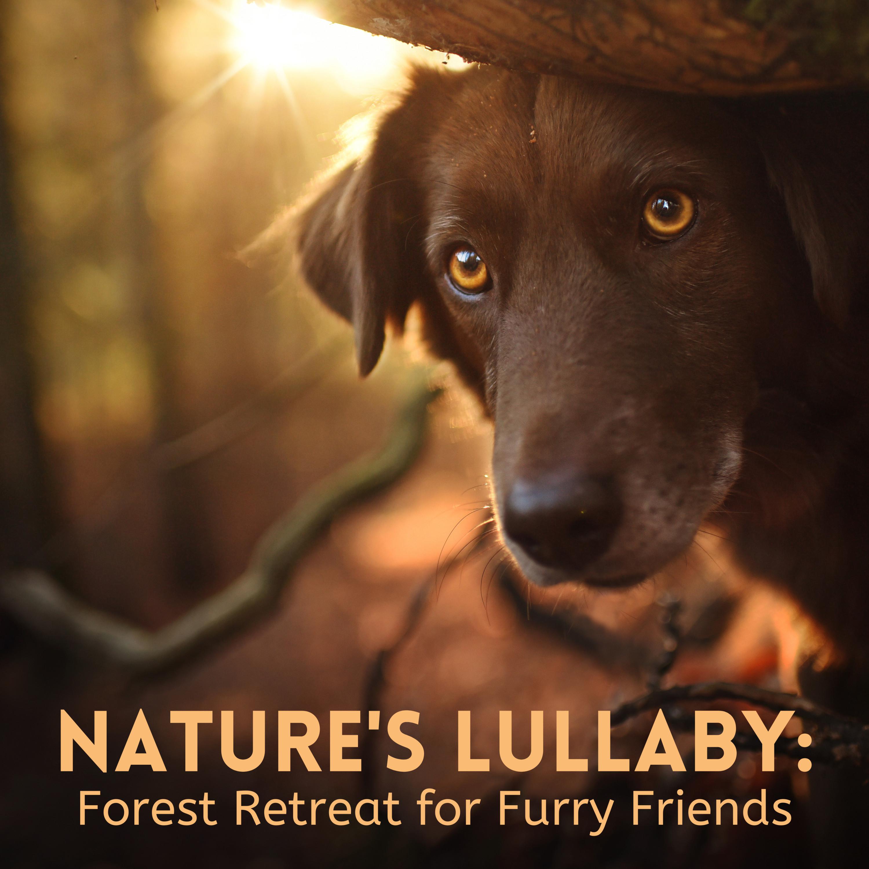 Title: Embracing Our Furry Friends: A Brand Focused on Dog-Patterned Collars and Clothes