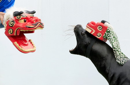 Title: The Lions New Year Celebration: A Masterful Display of Tie-Tying Artistry