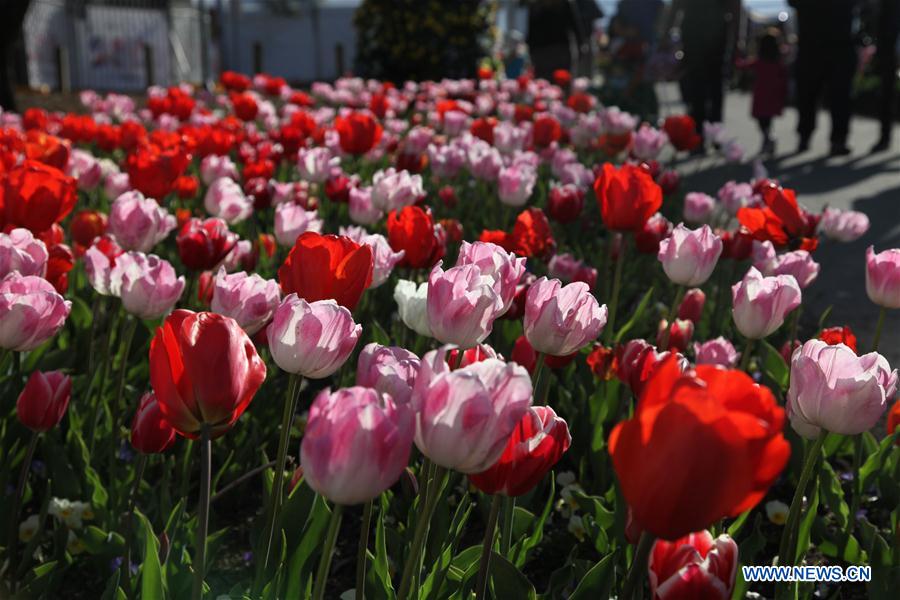 Title: The Enchanting World of Laden Roses: A Masterpiece of Striped Ties and Blossoming Flowers