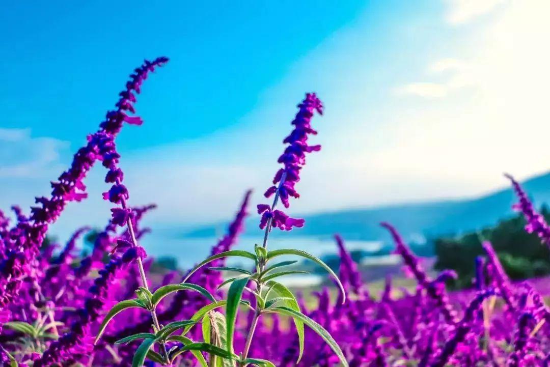 Title: The Beauty of a Tie with Flowers