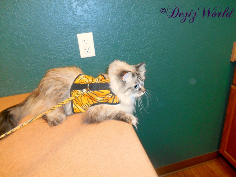 Title: The Fascinating World of Kitten Wearing Ties