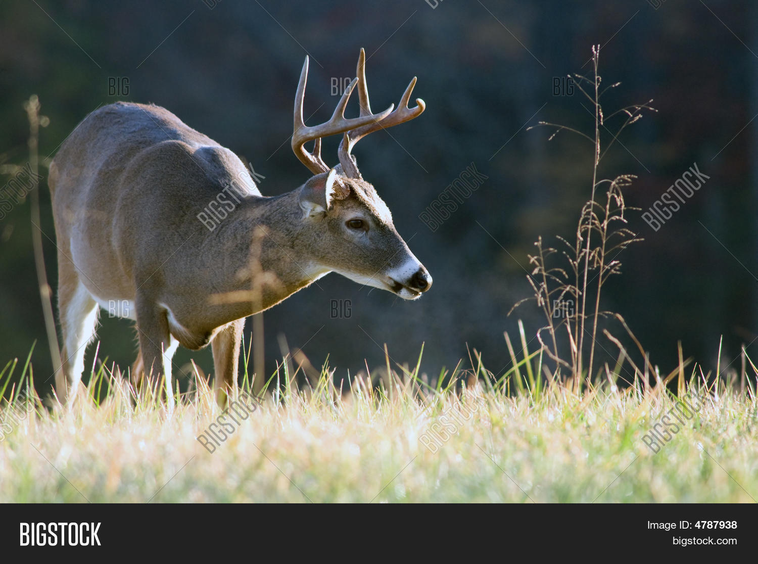 Title: The Majestic White Deer donning a Tie