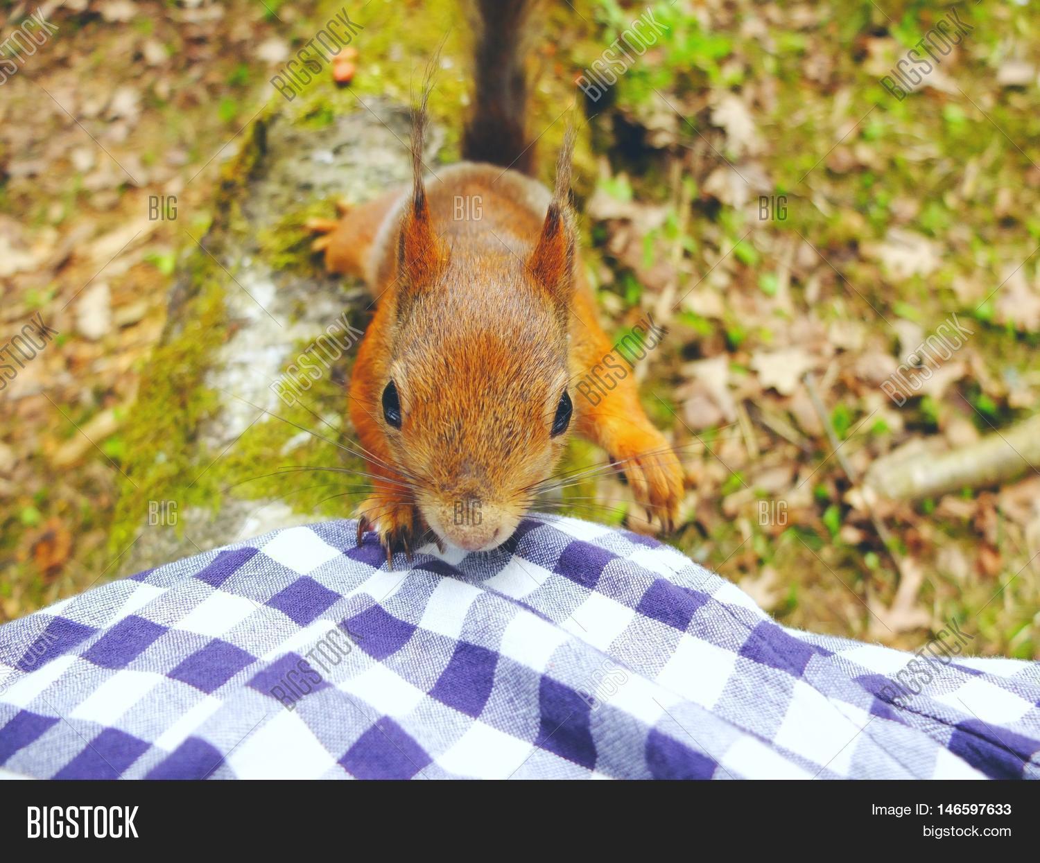Squirrel Wearing a Tie: A Tale of Creativity and Imagination