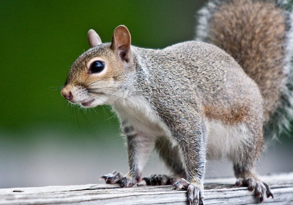 Squirrel Wearing a Tie: A Tale of Creativity and Imagination
