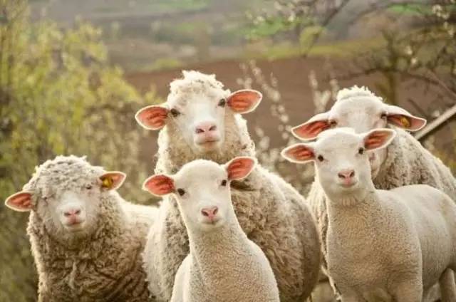 The Red Sheep Necktie: A Tale of Patriotism and Style