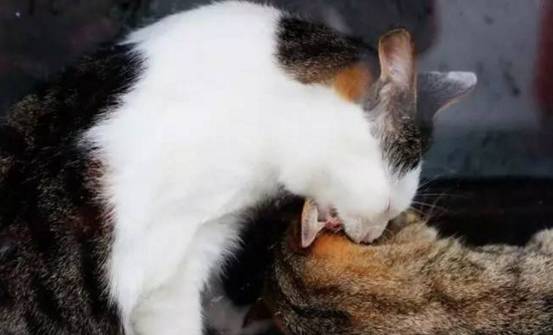The Cats Necktie and Collar: A Tale of Creativity and Imagination