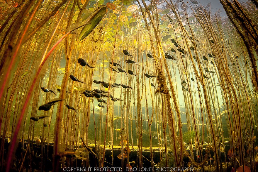 Exploring the Underwater World of Ties