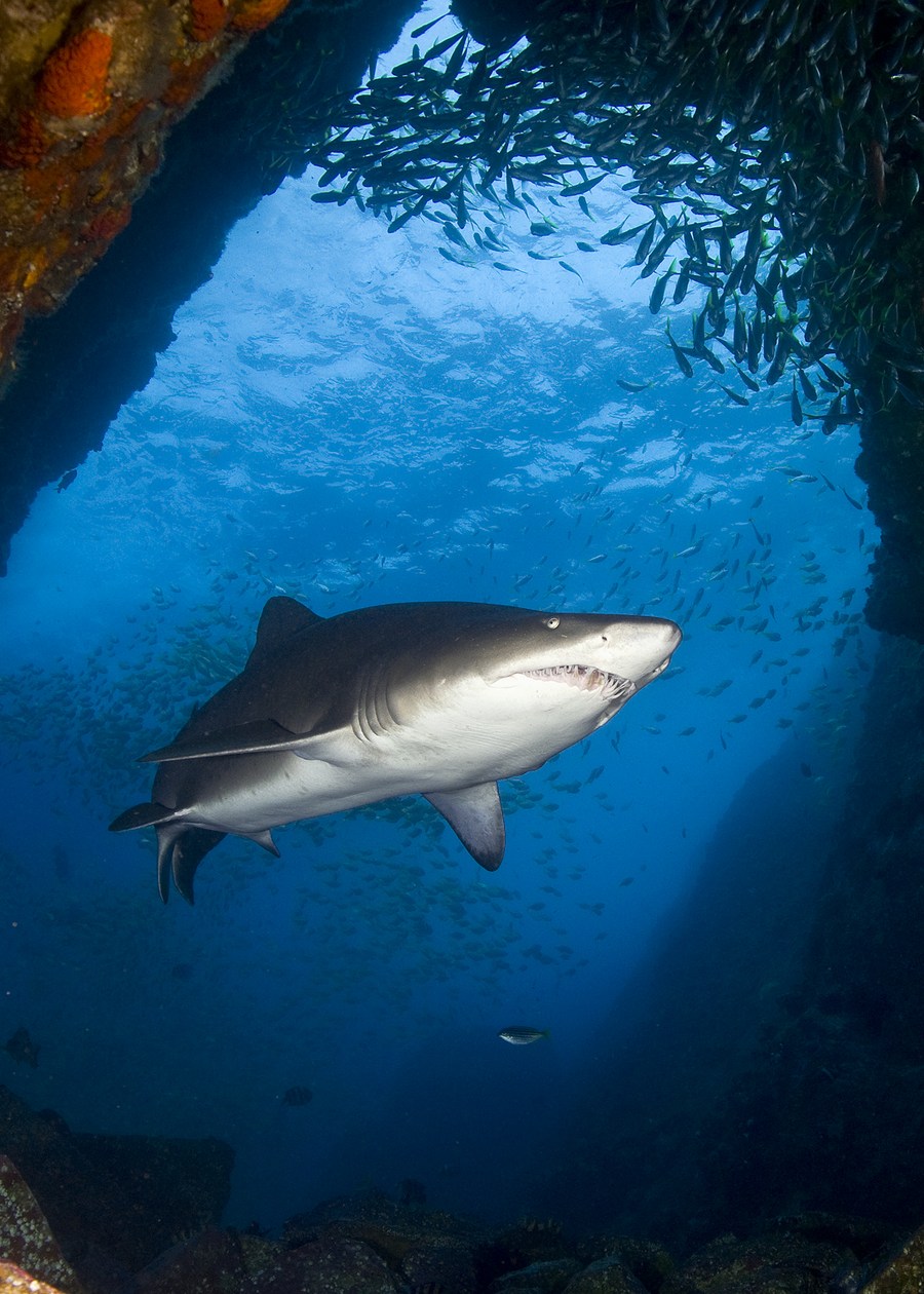 The Majestic Tale of the Wave-crested Tie Shark