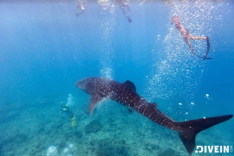 The Majestic Tale of the Wave-crested Tie Shark