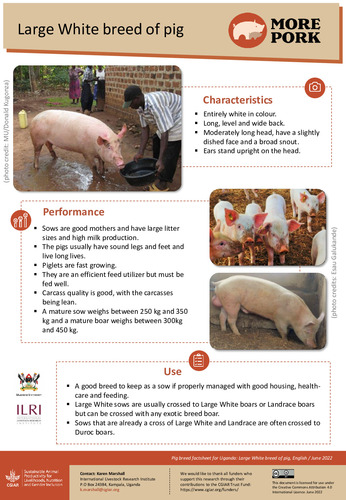 The Unique Charm of Pig Pardons Tie