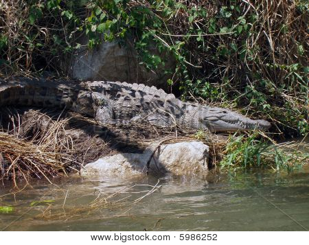 The Story of Wu Yanzhous Crocodile Tie