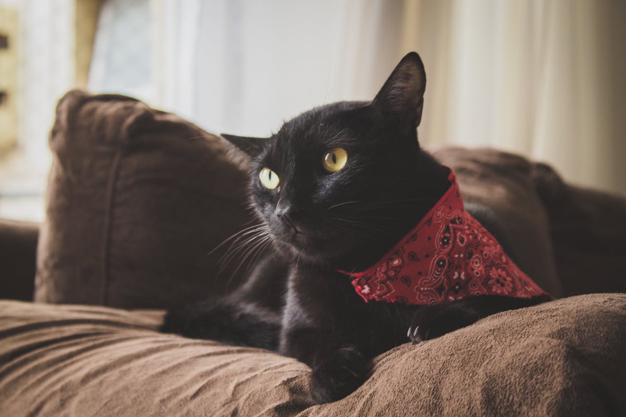 The Elegant Black Cat in a Tie