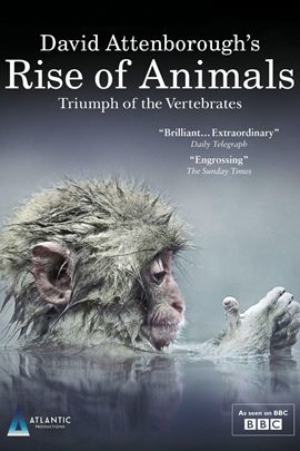 The Rise of Animal纸盒领带，时尚与可持续性的独特融合